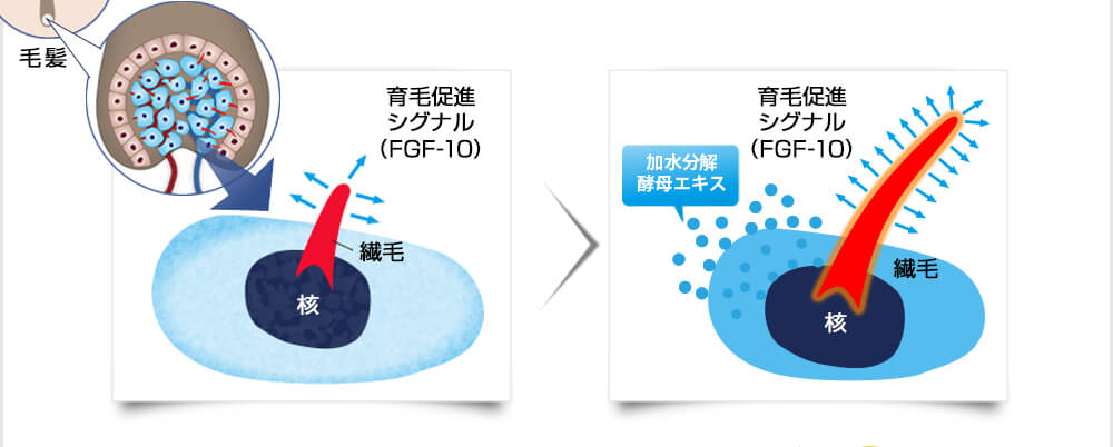 育毛促進シグナル（FGF-10）が