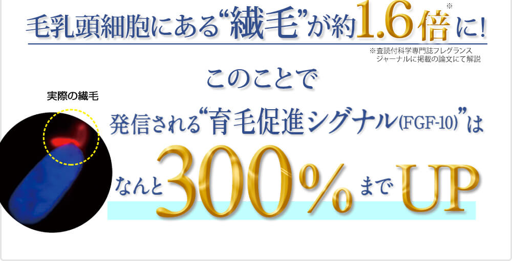 毛乳頭細胞にある繊毛が約1.6倍に！このことで発信される育毛シグナル（FGF-10）はなんと300%までアップ