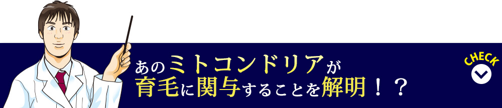 あのミトコンドリアが育毛に関与することを解明！？