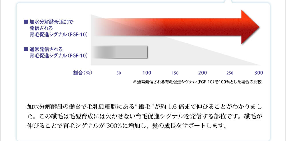 加水分解酵母の働きで毛乳頭細胞にある“繊毛”が約1.6 倍まで伸びることがわかりました。この繊毛は毛髪育成には欠かせない育毛促進シグナルを発信する部位です。繊毛が伸びることで育毛シグナルが300%に増加し、髪の成長をサポートします。