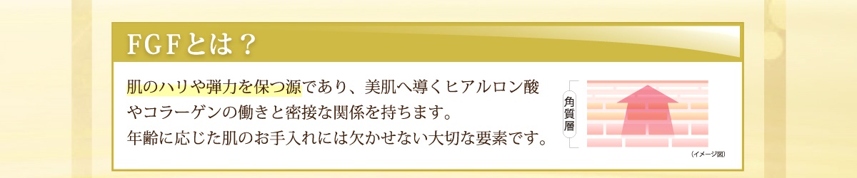 ＦＧＦとは、肌の張りや弾力を保つ源であり、美肌へ導くヒアルロン酸やコラーゲンの働きと密接な関係を持ちます。年齢に応じた肌のお手入れには欠かせない大切な要素です。