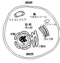 dna