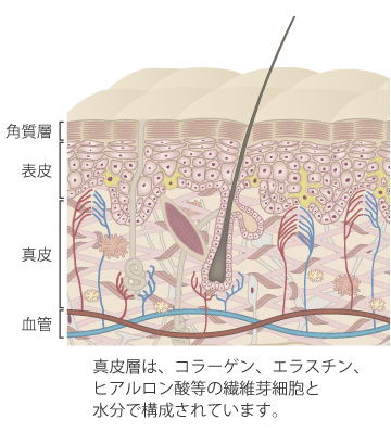 真皮層にあるコラーゲン、ヒアルロン酸