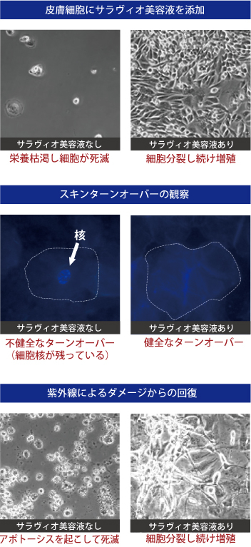 サラヴィオ美容液添加による差異