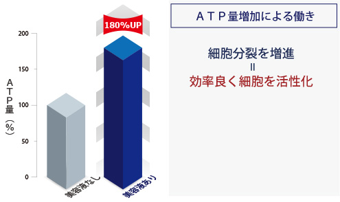 ＡＴＰ量増加による働き