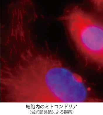 細胞内のミトコンドリア