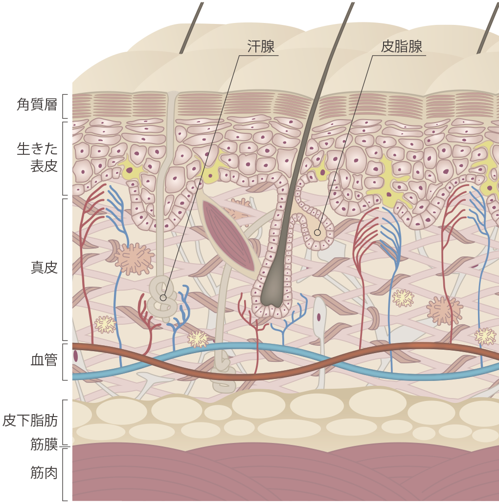 皮膚断面図