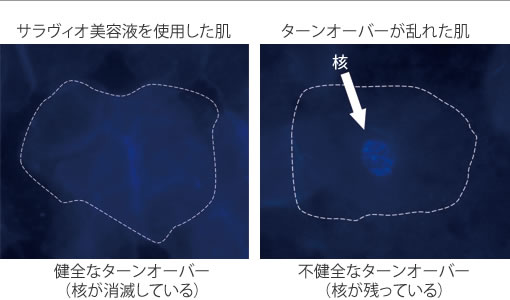 サラヴィオ美容液を使用した肌