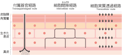 経皮吸収の３つの経路