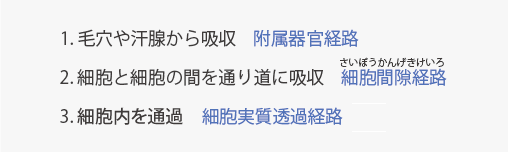 経皮吸収する経路は３つあります