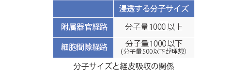 浸透する分子サイズ