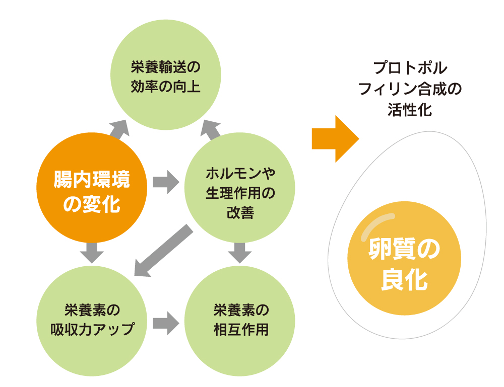 腸内環境の変化