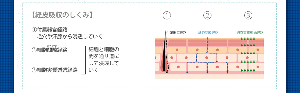 【経皮吸収のしくみ】。1付属器官経路毛穴や感染から浸透していく。2細胞間隙経路。3細胞実質透過経路。細胞と細胞の間を通り道にして浸透していく