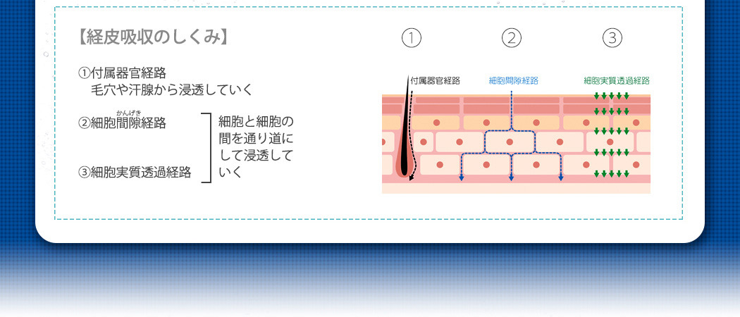 【経皮吸収のしくみ】。1付属器官経路毛穴や感染から浸透していく。2細胞間隙経路。3細胞実質透過経路。細胞と細胞の間を通り道にして浸透していく