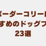 ボーダーコリー ドッグフード アイキャッチ