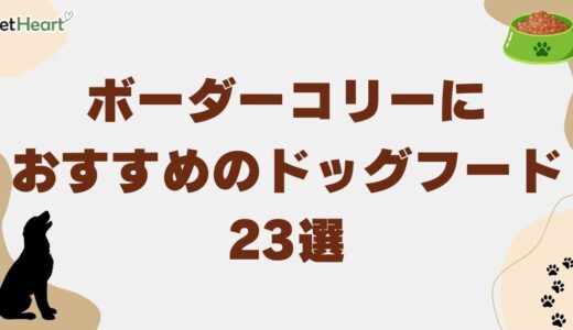 ボーダーコリーにおすすめのドッグフード23選！適切なフード量も解説