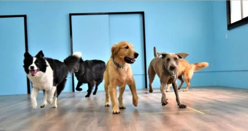 【愛知県岡崎市】DOG HOUSE RUPO(ドッグハウスルポ)