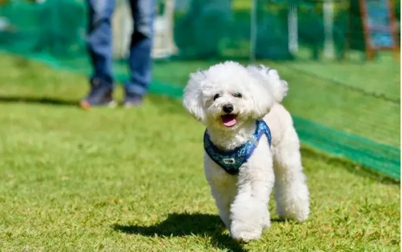 D-LAND(ディー ランド)