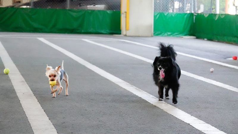【福岡県福岡市】 トリミングカフェ リック（Lic）