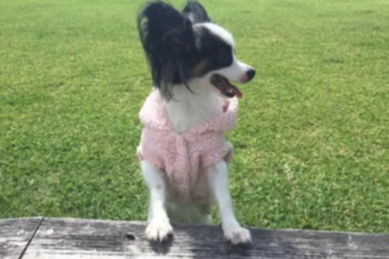 【沖縄県那覇市】ペットボックス沖縄ビアンコ