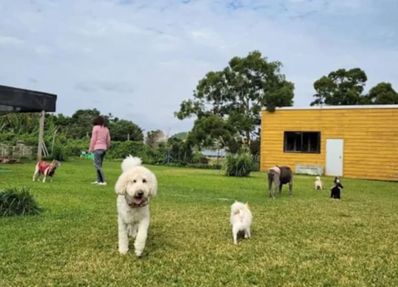 【沖縄県沖縄市】Jasmine Pet Service（ジャスミンペットサービス）