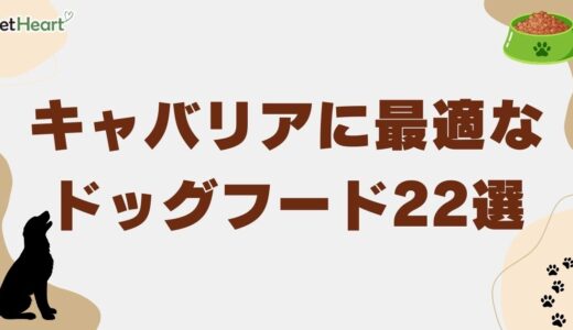 キャバリア向け厳選ドッグフード22種！選択基準と適切な給餌量を詳しく解説