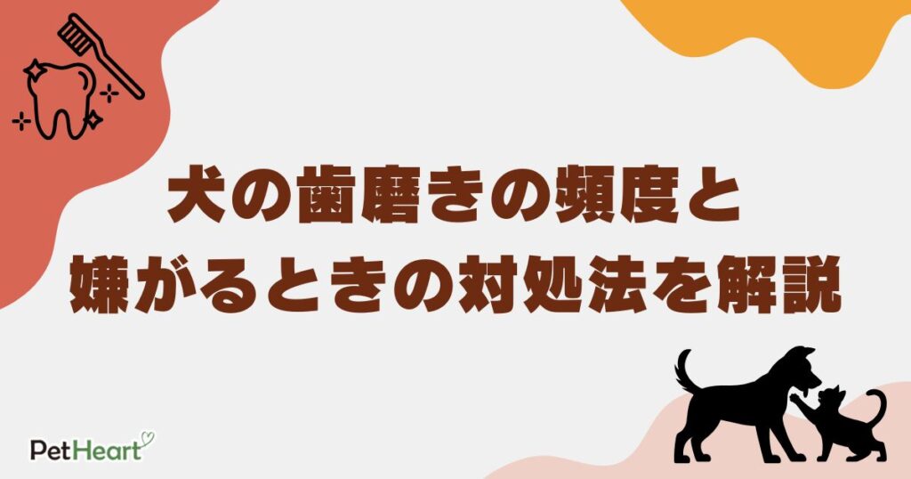 犬歯磨き頻度　アイキャッチ
