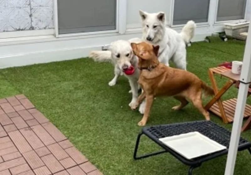 【横浜市都筑区】K’s Dog-run