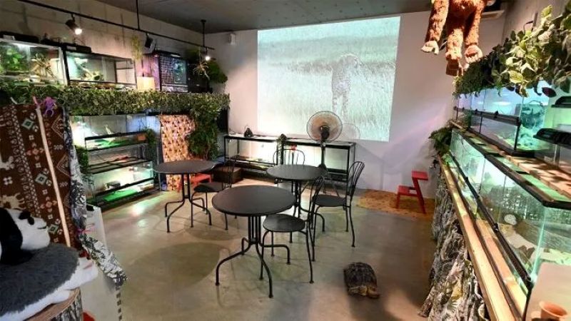 保護アニマルカフェキズナ