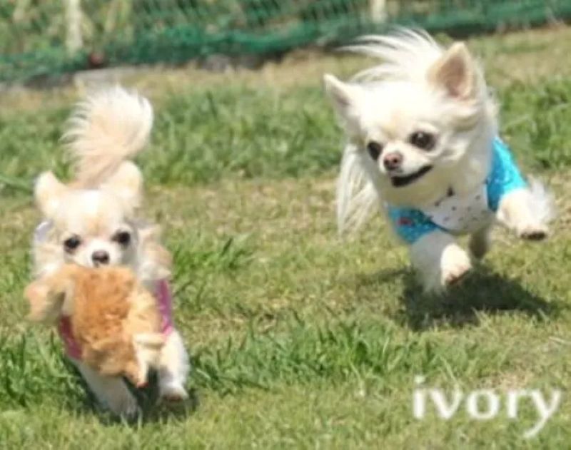 ivory cafe with dog(アイボリーカフェ ウィズ ドッグ)