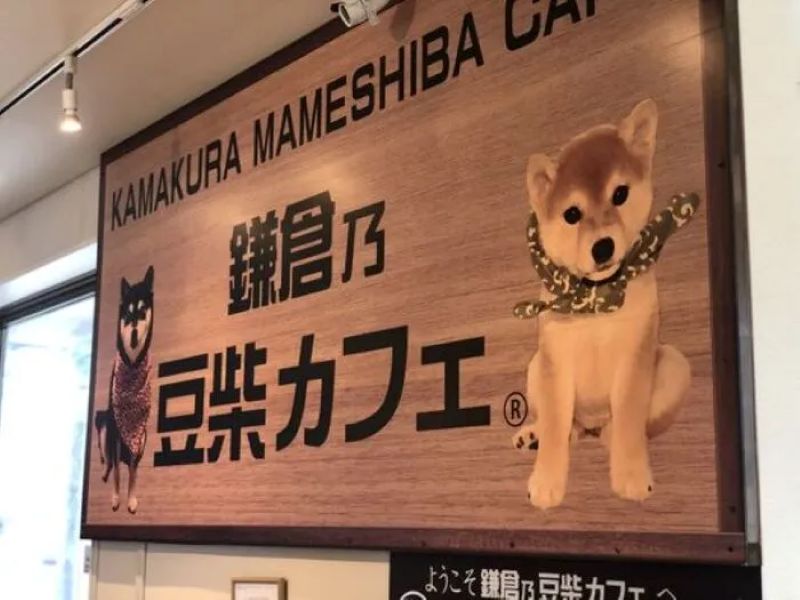 鎌倉乃豆柴カフェ（かまくらのまめしばカフェ）