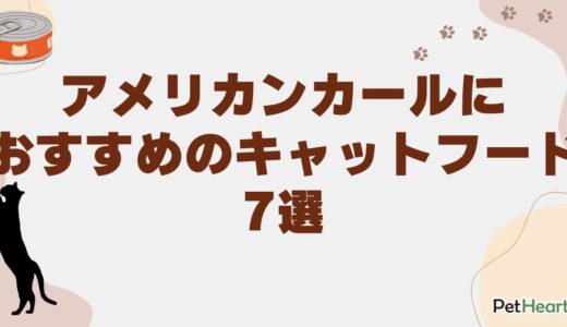 アメリカンカールにおすすめのキャットフード7選！選ぶポイントや給餌量も解説