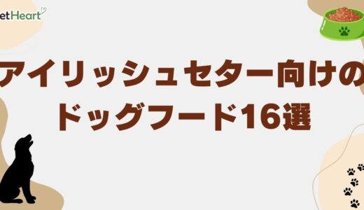 アイリッシュセター向けドッグフードおすすめ16選！選び方から与え方まで
