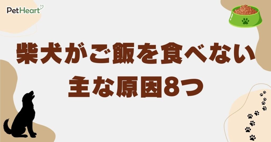 柴犬 ご飯食べない