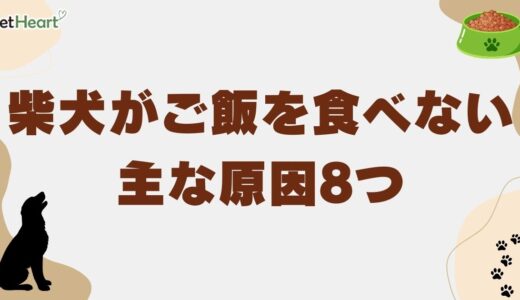 柴犬がご飯を食べない主な原因8つ！症状別の対処法やドッグフード選びのコツも解説