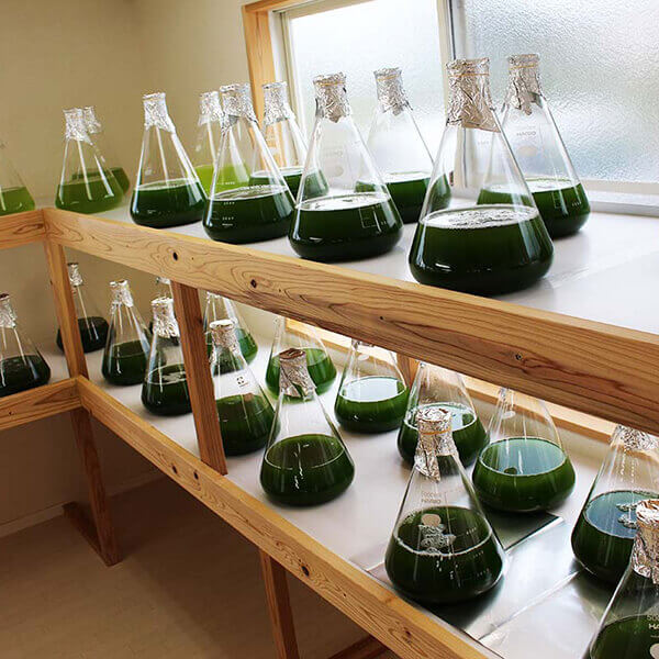 温泉 藻類 RG92 抗炎症作用 アンチエイジング
