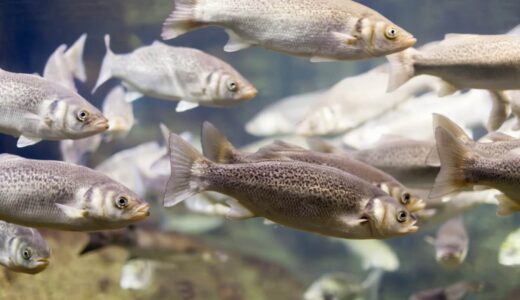 養殖魚の成長率を高める方法と管理の基本ポイント