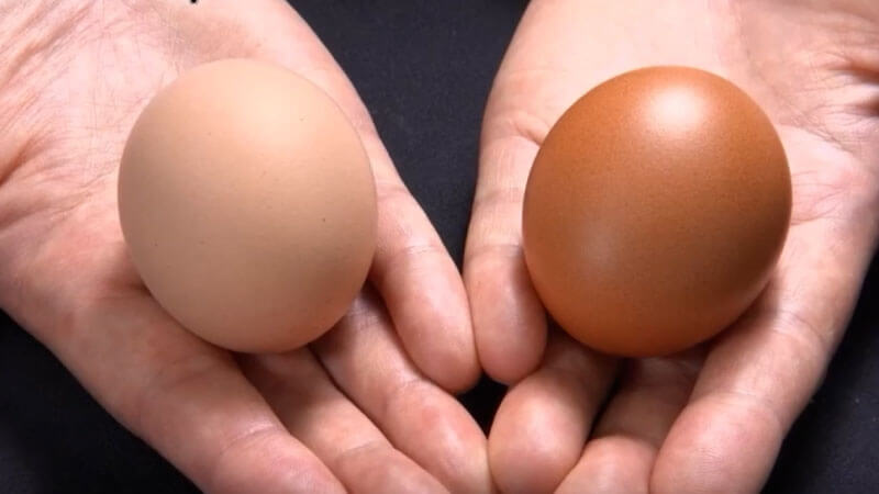 RG92 畜産 養鶏 佐賀県 飼料 卵の殻比較2 RG92区の卵 対照区の卵