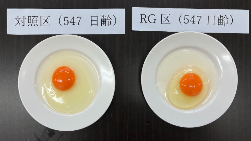 RG92 畜産 養鶏 佐賀県 飼料 卵の白身・黄身比較 RG92区の卵 対照区の卵