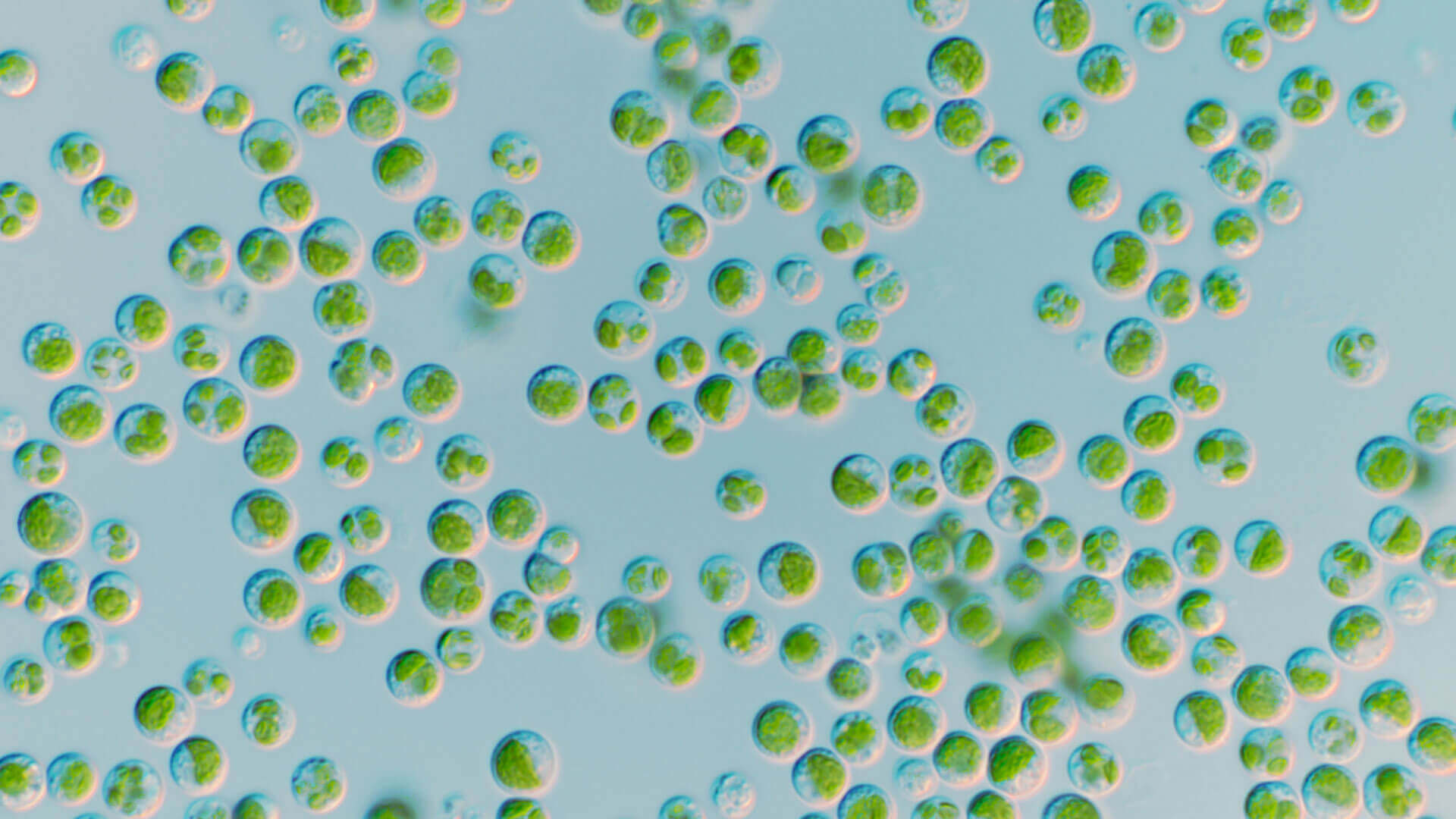 RG92 畜産 顕微鏡写真