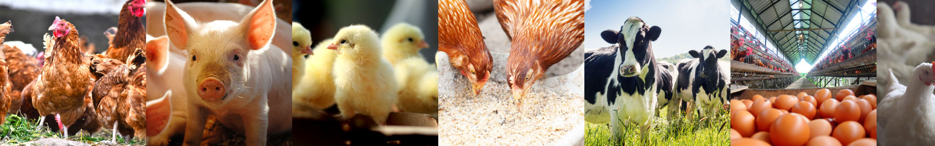 RG92 畜産 イメージ