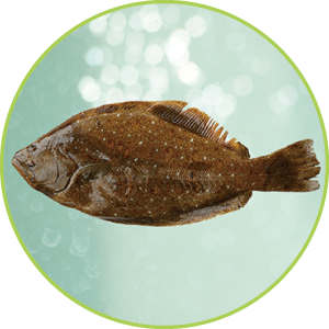 ヒラメ試験〈友永工業〉