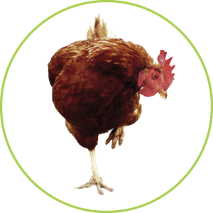 ブロイラー試験〈三菱商事〉