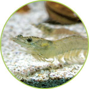 バナメイエビ試験〈リージョナルフィッシュ〉