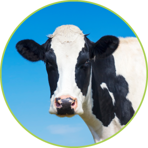 乳房炎下痢試験