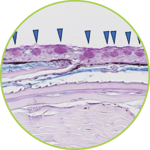 ヒラメ試験〈日本大学〉