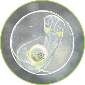 マサバ種苗試験