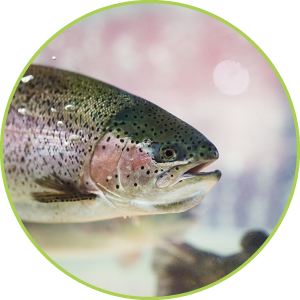 発眼卵サーモン飼育