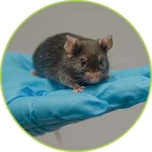 動物試験〈久留米大学〉