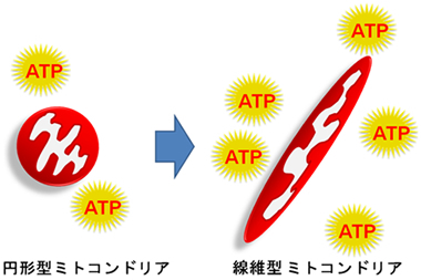 円形型ミトコンドリア、繊維型ミトコンドリア